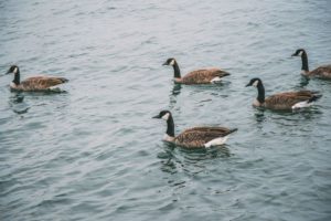 goose hunting