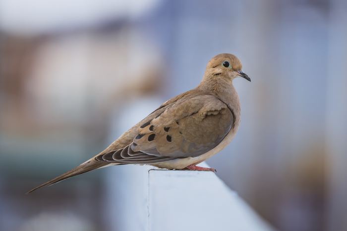 dove hunting