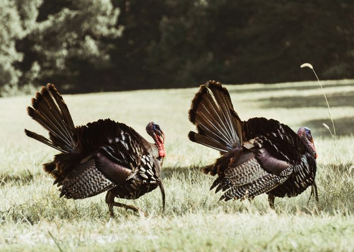 Turkey hunting